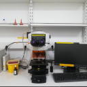 Upright fluorescence microscope_正置荧光显微镜